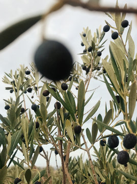 Close up view of olive trees
