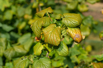 diseased leaves in spots of rotten blackcurrant. Protection against diseases and pests in the garden