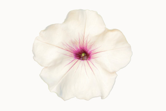 White petunia closeup on a white background.