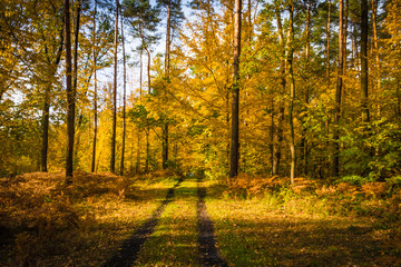 autumn in the forest