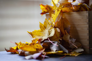 Yellow and orange maple leave piling up to high light autumn season