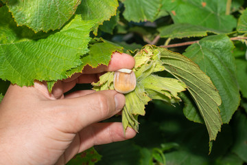 flowers and ripe nuts of hazelnuts on the bushes with green and red leaves close-up macro. Hazelnut Industrial Garden