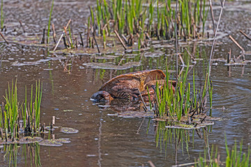 Large Snapping Turtle Wallowing in the Mud