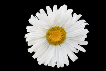 Chamomile flower on a black background close-up.