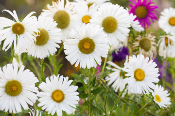 Background camomile close-up. Wildflowers for wallpaper