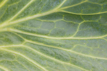 The texture of a green leaf close-up with veins