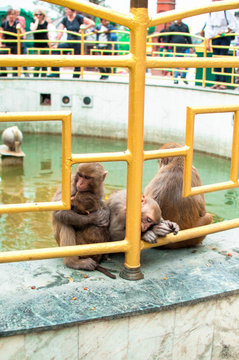 Monkeys sitting near fountain railing