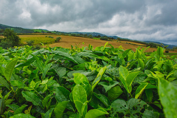 Cha Gorreana tea plantation on the island of Sao Miguel, Azores, Portugal