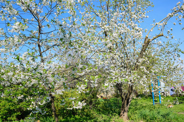 Blooming apple, Blooming apple tree in spring garden.