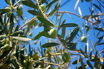 Obraz na płótnie Canvas Green olives on a branch of an olive tree on a background of blue sky. Organic food, healthy nutrition. Harvest.