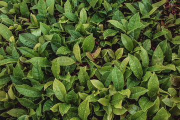 Cha Gorreana tea plantation on the island of Sao Miguel, Azores, Portugal