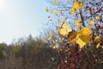 autumn leaves on tree