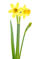 Narcissus flowers isolated on a white background