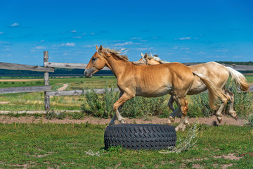 A pair of horses frolic in the paddock. Photographed in the summer afternoon.