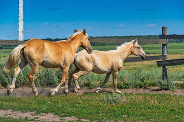 A pair of horses frolic in the paddock. Photographed in the summer afternoon.