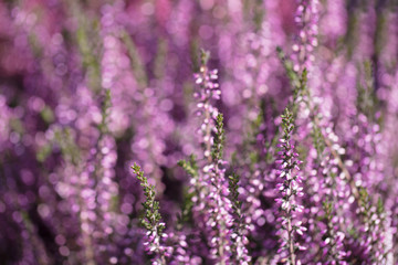 Background lavender close up. Purple flowers texture