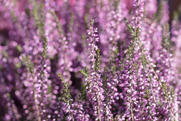 Obraz premium Background lavender close up. Purple flowers texture