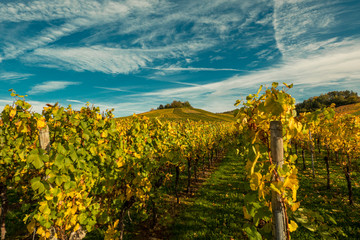 Grapevine with green leaves in autumn and blue sky with clouds