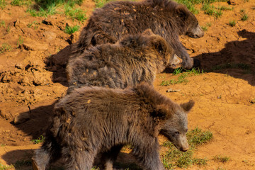 Brown bears enjoying in a green meadow