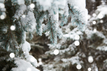 Beautiful winter landscape with snow covered trees