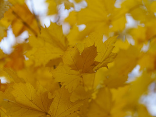 Photography of the autumn in the city park. Branch with yellow maple leaves in the sky.