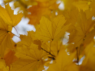 Photography of the autumn in the city park. Branch with yellow maple leaves in the sky. Suitable for posters, greeting card, banners,