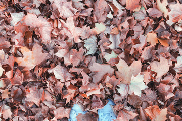 Golden autumn. Brown maple leaves fell on white sneakers. Walk in the autumn park.