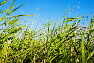 grass and blue sky