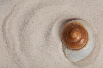 Background seashell in the sand. Sandy texture with a large ocean shell