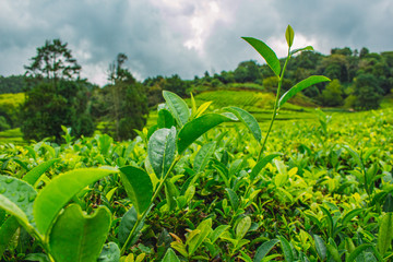 Cha Gorreana tea plantation on the island of Sao Miguel, Azores, Portugal