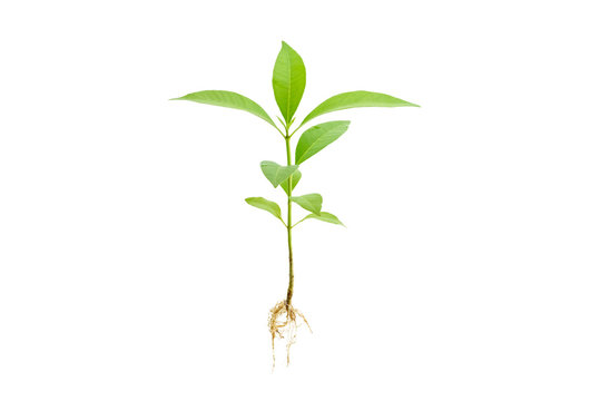 Young green plant / growing sprout with root white isolated, natural germination process, produce new leaves or buds. Used for photo graphic edit and symbolic of a new life or new business development