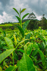 Obraz premium Plantacja herbaty Cha Gorreana na wyspie Sao Miguel, Azory, Portugalia
