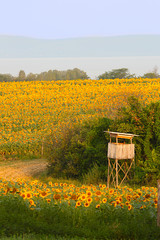 sonnenblumen im sommer beim plattensee, Balaton, ungarn