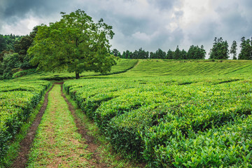Naklejka premium Cha Gorreana tea plantation on the island of Sao Miguel, Azores, Portugal