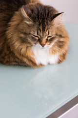 Beauty pet of siberian cat in relax indoor