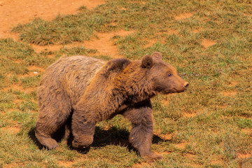 Brown bears enjoying in a green meadow