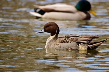Anas acuta © Katarzyna