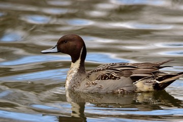 Anas acuta © Katarzyna
