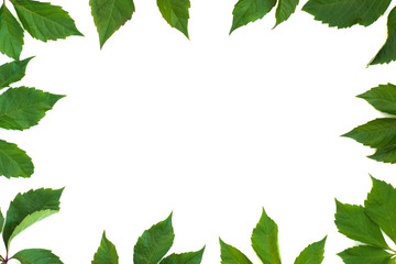 Fototapeta premium tropical leaves frame for writing text isolated on white backgr