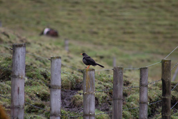 bird on the fence, zorzal,  Black Lagoon, Manizales, Colombia