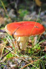 A red fly agaric mushroom without white spots in a forest