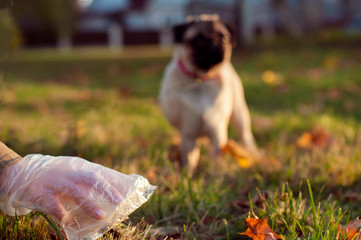 Female hand with dog shit in bag. Picking up dog poop.