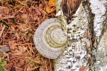 Poisonous mushrooms on the trunk of old tree covered with green lichen in the autumn forest with selective focus on blurred background. Autumn forest with poison mushroom on bark covered with moss