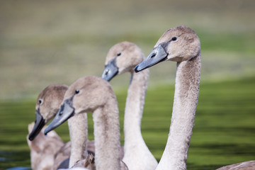 The multi-headed Dragon