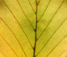 full frame close up of a yellow autumn leaf showing veins and cells