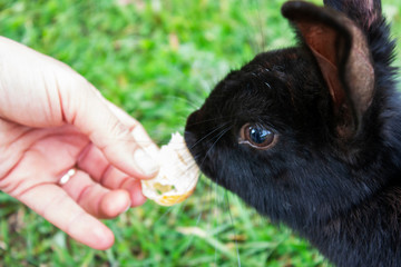 Domestic rabbit eats from the hands of man. Black rabbit eats from hands closeup.