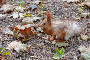 A squirrel sits among autumn leaves and eats a nut.