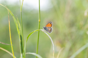 Small heath (Coenonympha pamphilus) is a butterfly species belonging to the family Nymphalidae, in the natural environment, blurred background. Closeup of a small heath butterfly . 