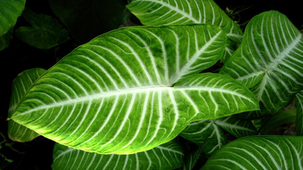 Leaves Big Tropical Fancy Green with White Stripes