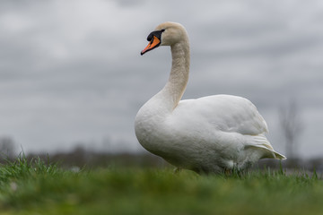 swan on lake
